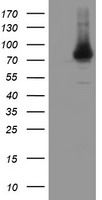 NCAM1 Antibody