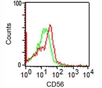 NCAM / CD56 Antibody