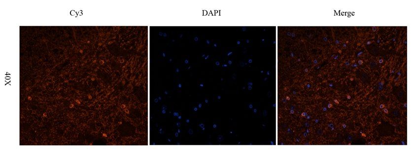 CD57 antibody