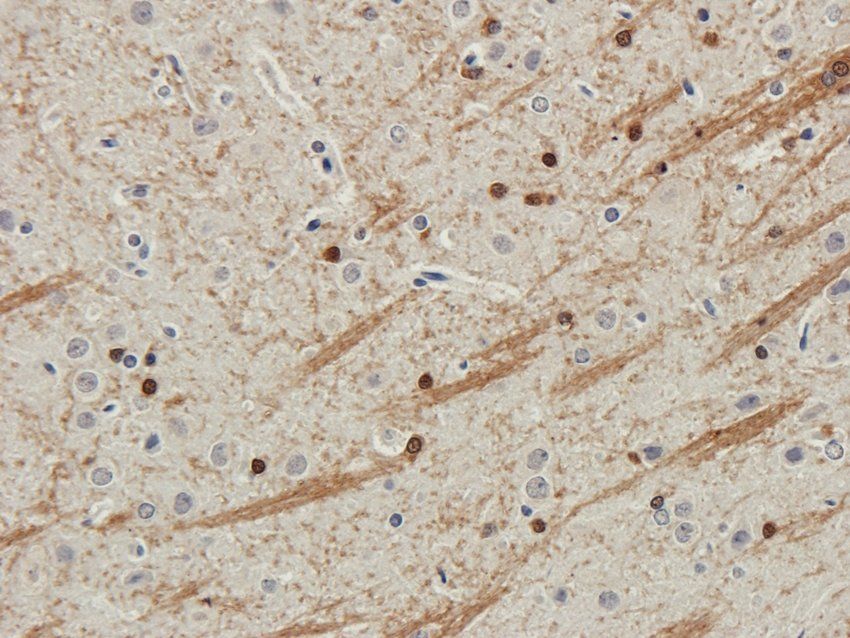 CD57 antibody