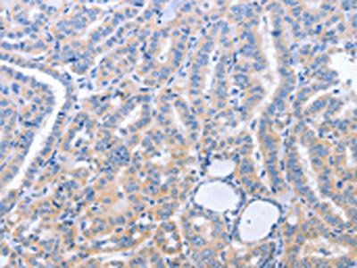 CD57 antibody