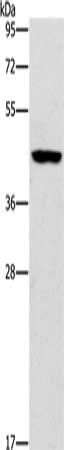 CD57 antibody