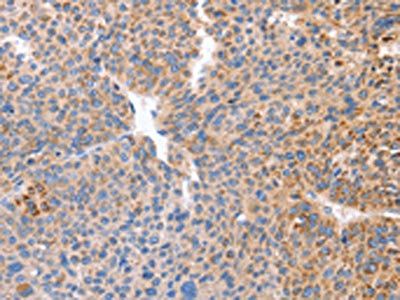 CD57 antibody