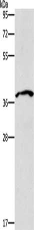 CD57 antibody