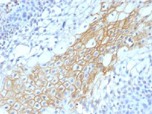 CD59 Antibody
