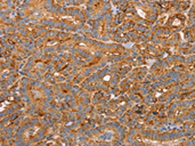 CD59 Antibody
