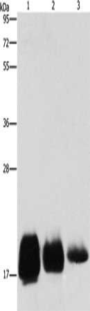 CD59 Antibody