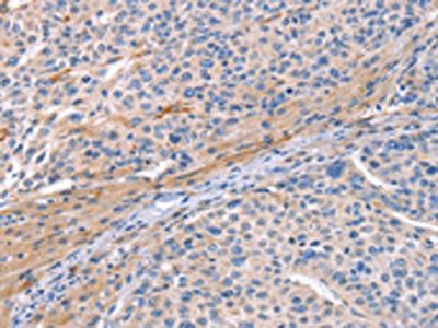 CD59 Antibody
