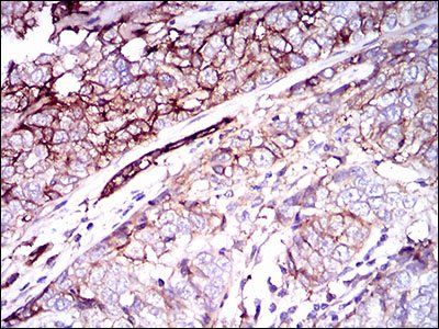 CD59 Antibody