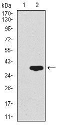 CD59 Antibody