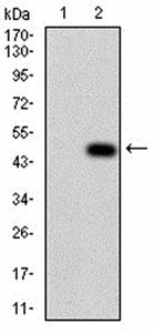 CD6 Antibody