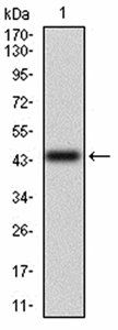 CD6 Antibody