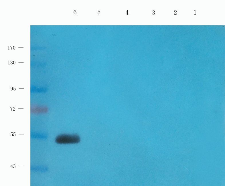 CD62P antibody