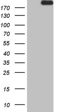 CD63 Antibody