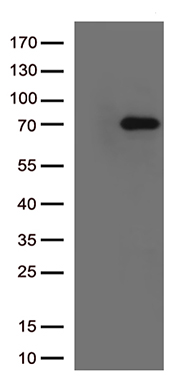 CD63 Antibody