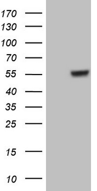 CD63 Antibody