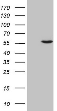 CD63 Antibody