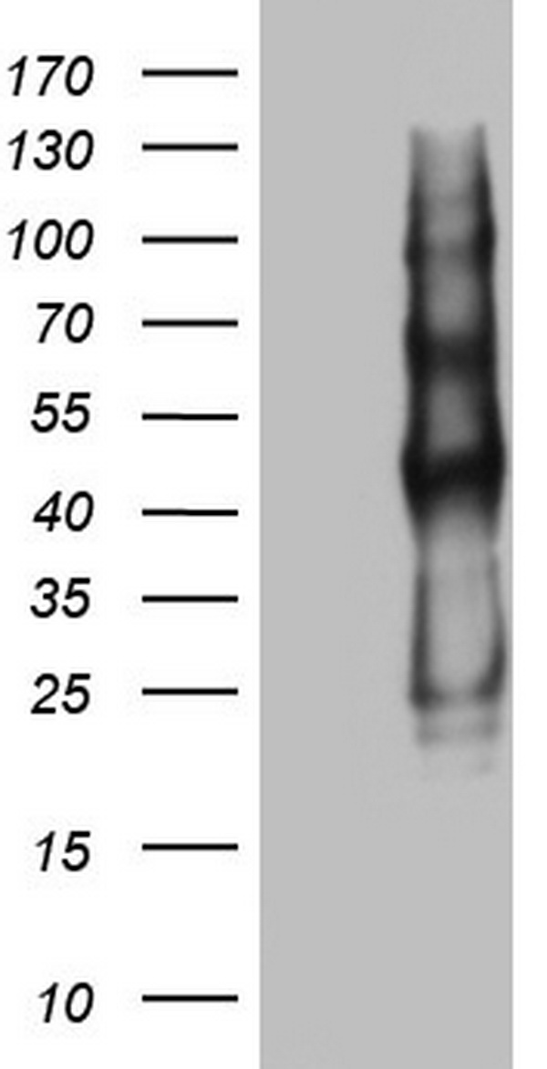 CD63 Antibody