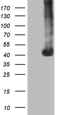 CD63 Antibody