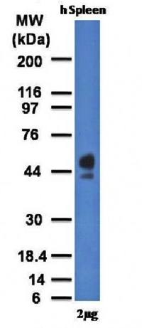 CD63 (Late Endosomes Marker) Antibody