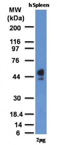 CD63 (Late Endosomes Marker) Antibody