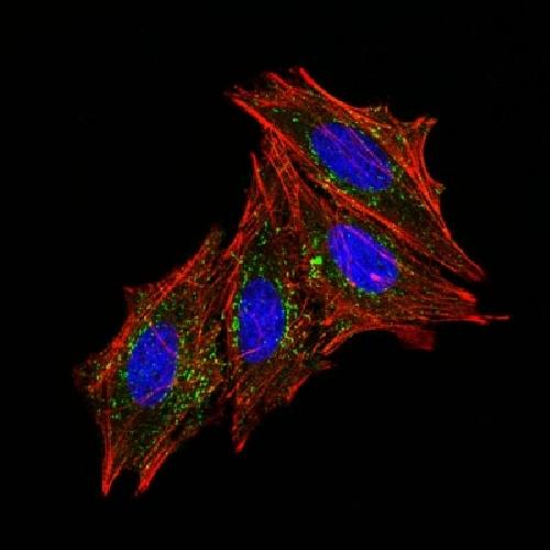 CD63 (Late Endosomes Marker) Antibody