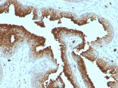 CD63 (Late Endosomes Marker) Antibody