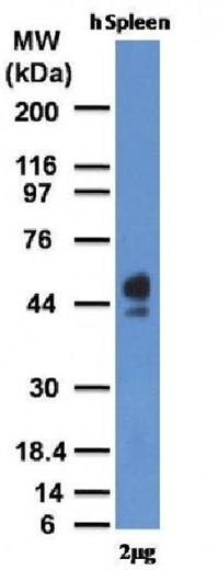 CD63 (Late Endosomes Marker) Antibody