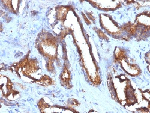 CD63 (Late Endosomes Marker) Antibody