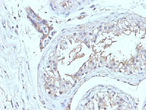 CD63 (Late Endosomes Marker) Antibody