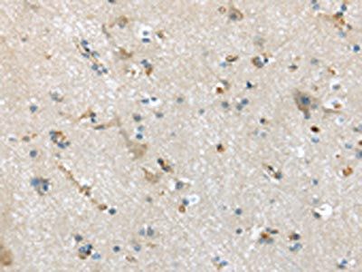 CD63 Antibody