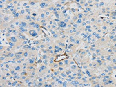 CD63 Antibody