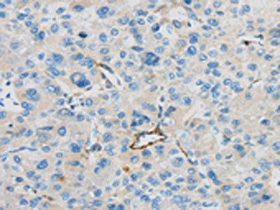 CD63 antibody