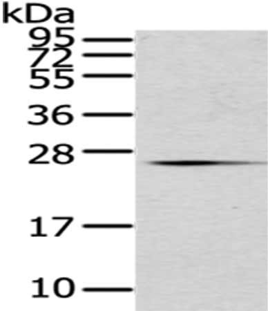 CD63 Antibody