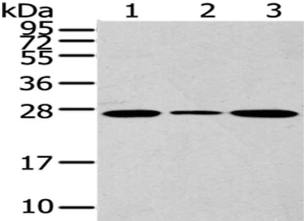 CD63 Antibody
