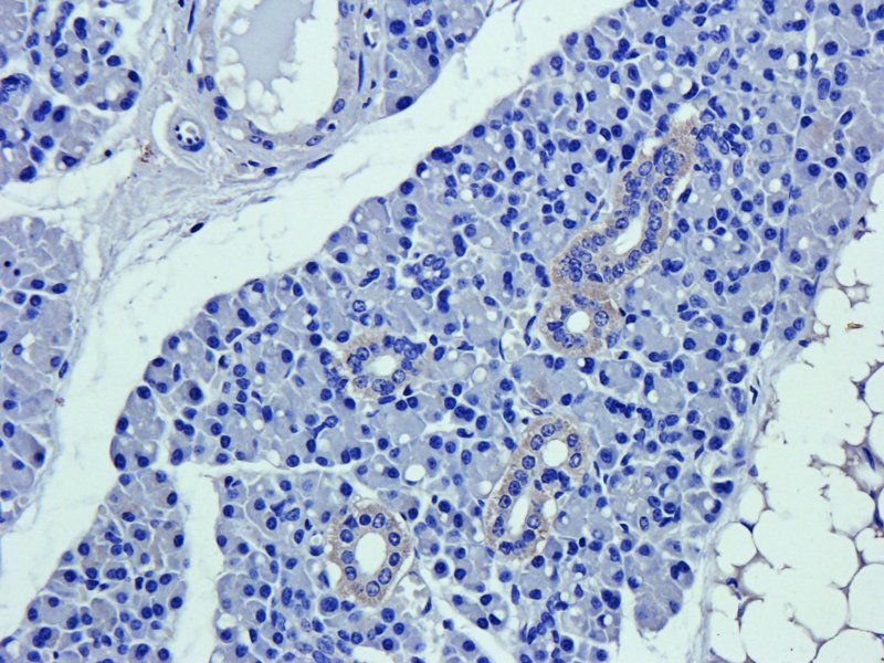 CD63 antibody