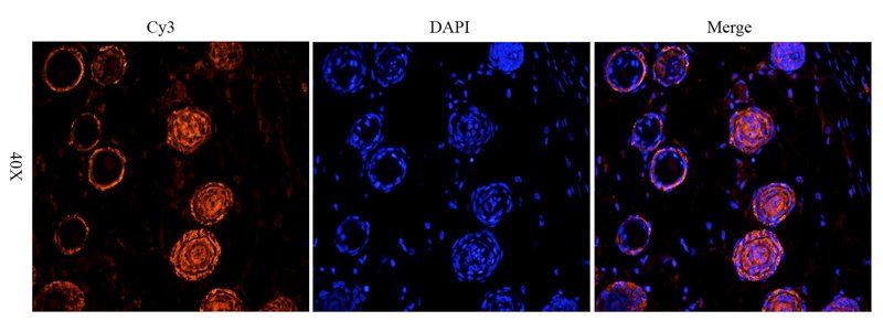 CD63 antibody