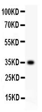 CD63 Antibody