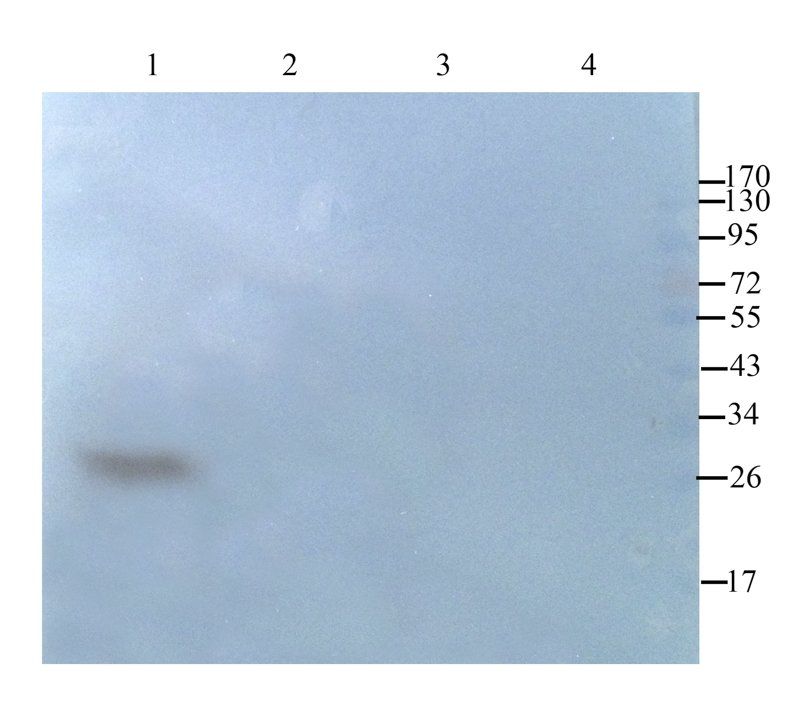 CD63 antibody