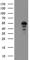 FCGR1A Antibody