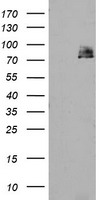 FCGR1A Antibody