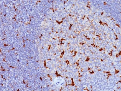 CD68 (Macrophage Marker) Antibody