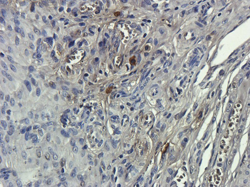 CD68 antibody