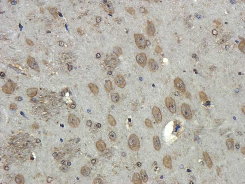 CD68 antibody