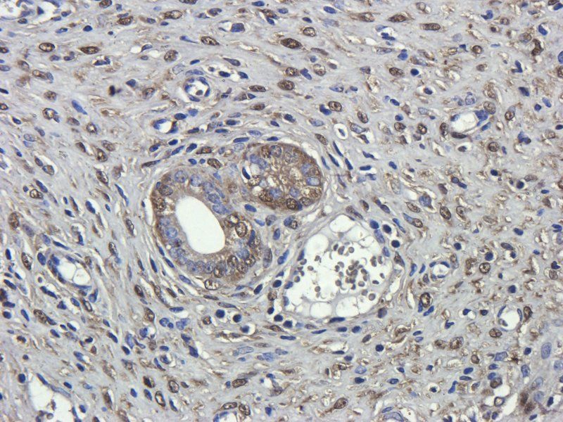 CD68 antibody