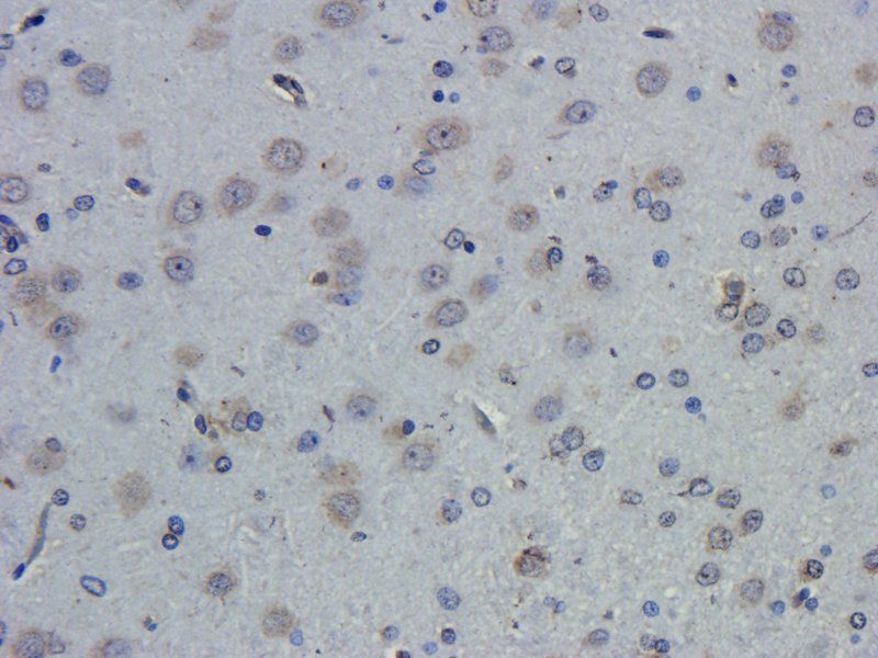 CD68 antibody