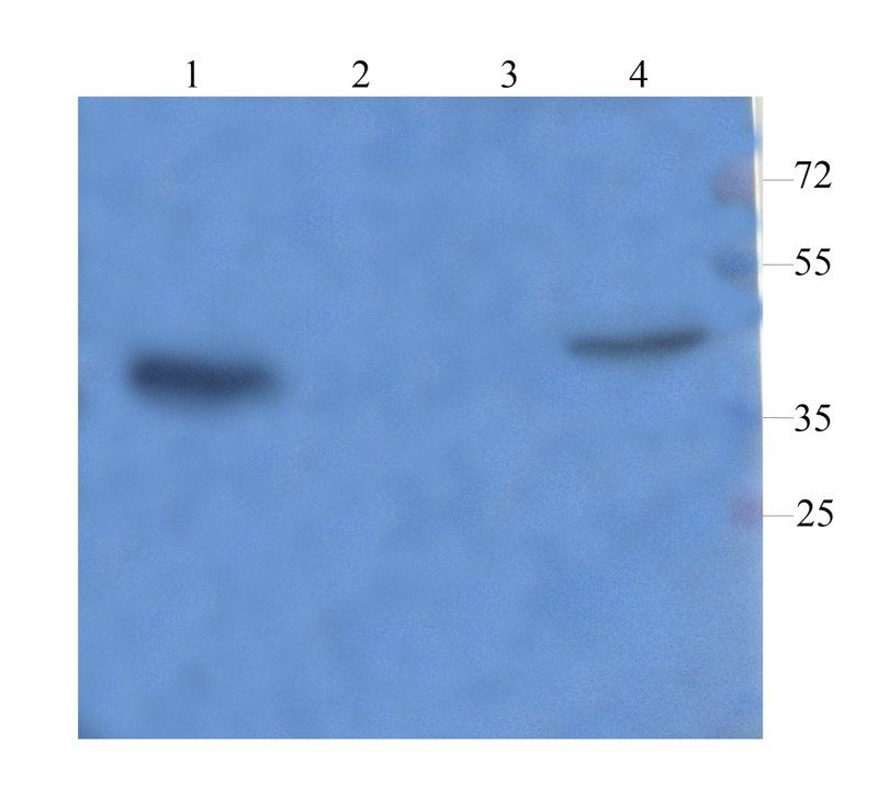 CD68 antibody