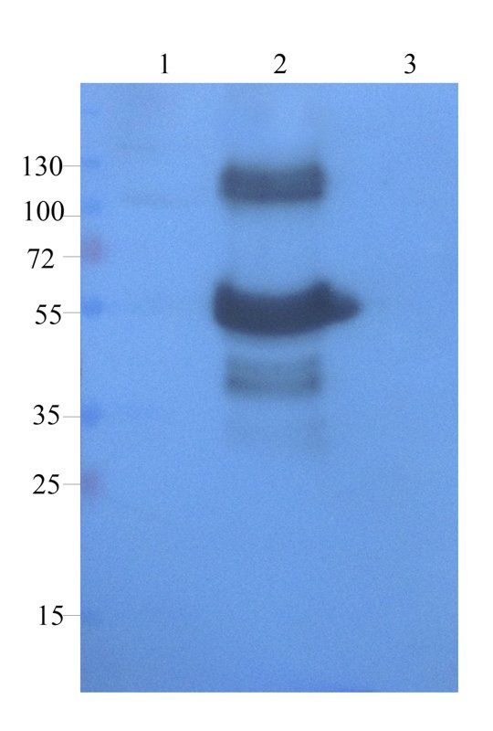 CD68 antibody