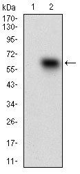 CD68 Antibody