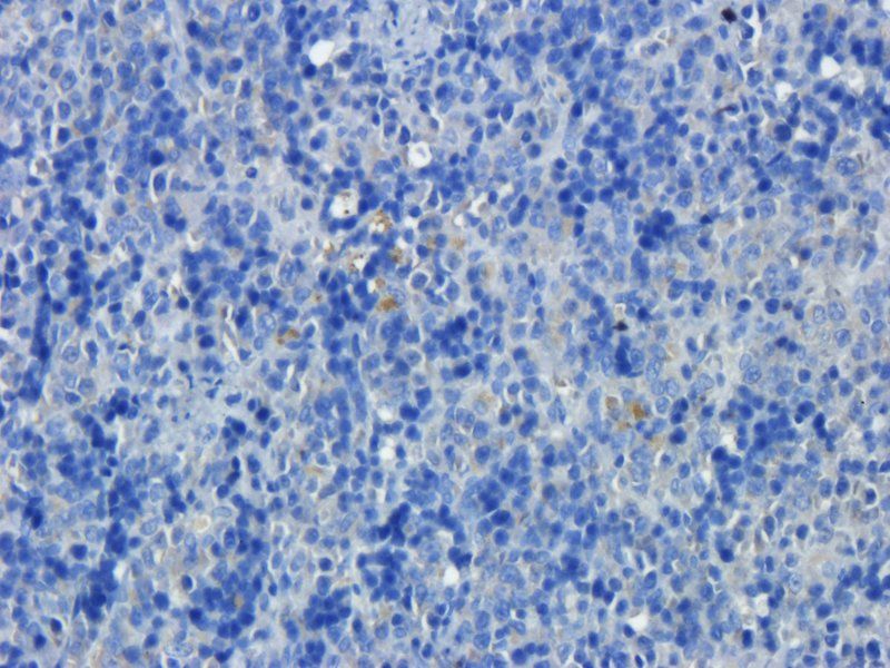 CD68 antibody